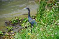 Kormoran