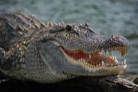 Aligator
